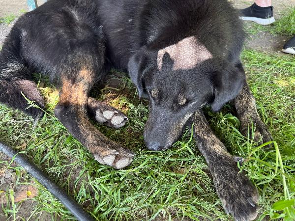 Montana cucciolotta dal carattere tranquillo Foto 6